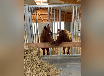 Welsh B Croisé, Hongre, 4 Ans, 125 cm, Rouan Rouge