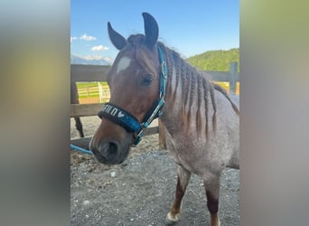 Welsh B Croisé, Hongre, 4 Ans, 125 cm, Rouan Rouge