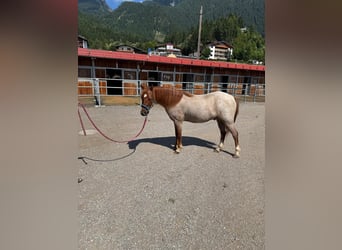 Welsh B Croisé, Hongre, 4 Ans, 125 cm, Rouan Rouge