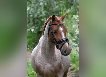 Welsh B, Hongre, 4 Ans, 126 cm, Rouan Rouge