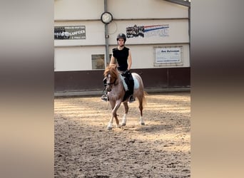 Welsh B, Hongre, 4 Ans, 126 cm, Rouan Rouge