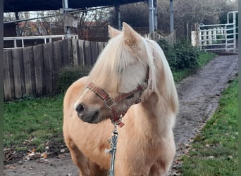 Welsh B, Hongre, 4 Ans, 127 cm, Palomino