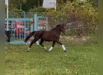 Welsh B, Hongre, 4 Ans, 133 cm, Alezan brûlé