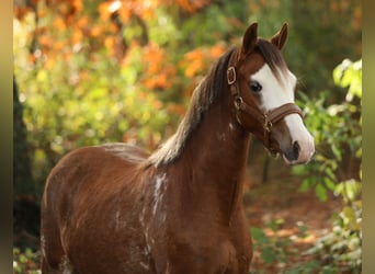 Welsh B, Hongre, 4 Ans, 134 cm, Alezan