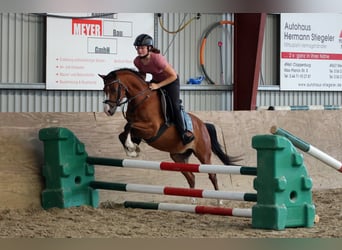 Welsh B, Hongre, 4 Ans, 134 cm, Bai