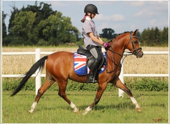 Welsh B, Hongre, 4 Ans, 134 cm, Bai