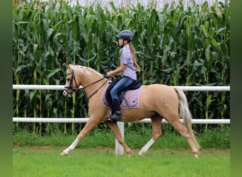Welsh B, Hongre, 4 Ans, 134 cm, Palomino