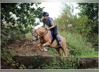 Welsh B, Hongre, 4 Ans, 134 cm, Palomino