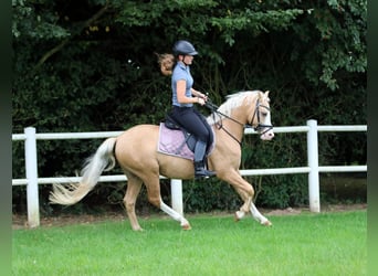 Welsh B, Hongre, 4 Ans, 134 cm, Palomino
