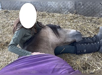 Welsh B, Hongre, 4 Ans, 135 cm, Buckskin