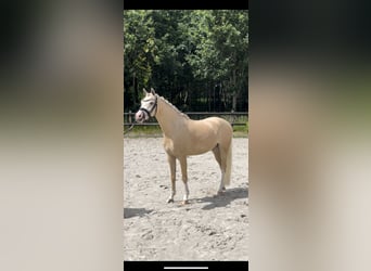 Welsh B, Hongre, 4 Ans, 135 cm, Palomino