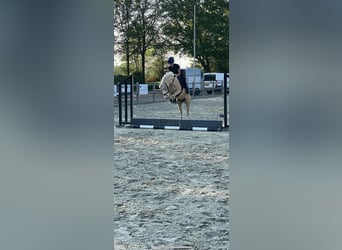 Welsh B, Hongre, 4 Ans, 135 cm, Palomino