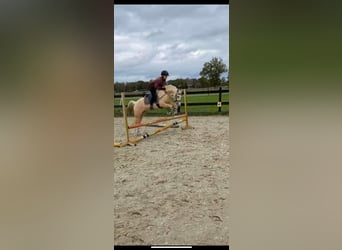 Welsh B, Hongre, 4 Ans, 135 cm, Palomino