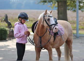 Welsh B, Hongre, 4 Ans, 135 cm, Palomino