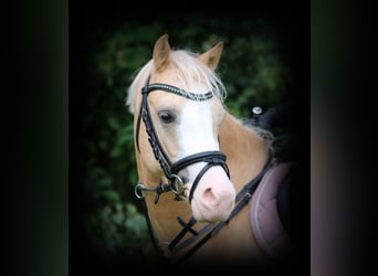 Welsh B, Hongre, 4 Ans, 135 cm, Palomino