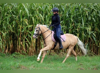 Welsh B, Hongre, 4 Ans, 135 cm, Palomino