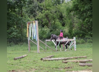 Welsh B, Hongre, 4 Ans, Gris