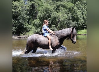 Welsh B, Hongre, 4 Ans, Gris