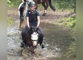 Welsh B, Hongre, 5 Ans, 122 cm, Bai