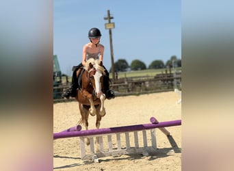 Welsh B, Hongre, 5 Ans, 131 cm, Alezan