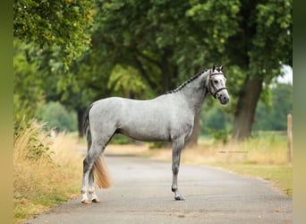 Welsh B, Hongre, 5 Ans, 135 cm, Gris