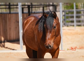 Welsh B Croisé, Hongre, 5 Ans, 150 cm, Bai cerise