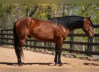 Welsh B Croisé, Hongre, 5 Ans, 150 cm, Bai cerise