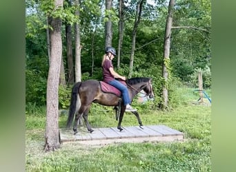 Welsh B Croisé, Hongre, 5 Ans, Bai cerise