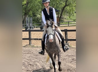 Welsh B, Hongre, 5 Ans, Gris pommelé
