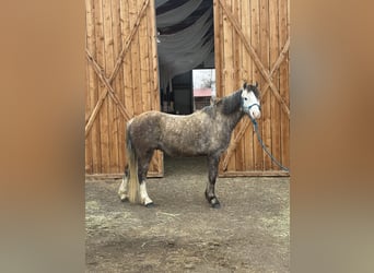 Welsh B, Hongre, 5 Ans, Gris pommelé