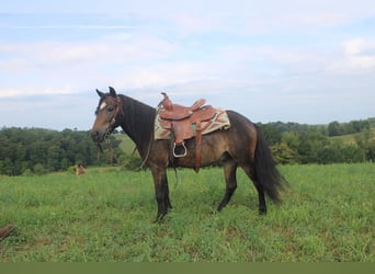 Welsh B Croisé, Hongre, 6 Ans, 112 cm, Bai