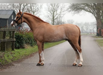 Welsh B, Hongre, 6 Ans, 127 cm, Alezan