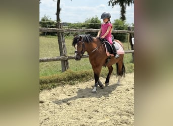 Welsh B, Hongre, 6 Ans, 127 cm, Bai