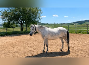 Welsh B, Hongre, 6 Ans, 132 cm, Gris
