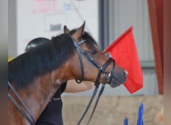 Welsh B, Hongre, 6 Ans, 135 cm, Bai