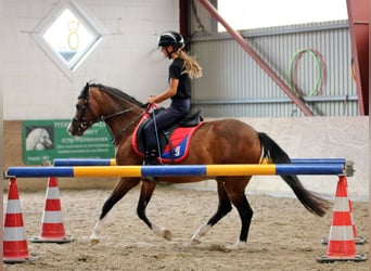 Welsh B, Hongre, 6 Ans, 135 cm, Bai