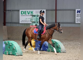 Welsh B, Hongre, 6 Ans, 135 cm, Bai