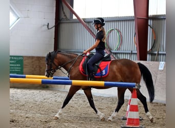 Welsh B, Hongre, 6 Ans, 135 cm, Bai