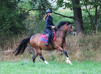 Welsh B, Hongre, 6 Ans, 135 cm, Bai