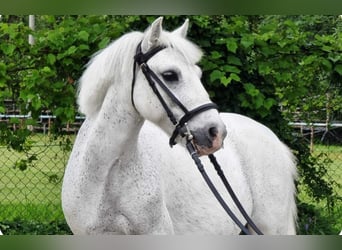 Welsh B, Hongre, 6 Ans, 135 cm, Gris