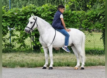 Welsh B, Hongre, 6 Ans, 135 cm, Gris