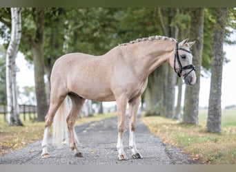 Welsh B, Hongre, 6 Ans, 137 cm, Palomino