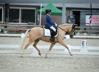 Welsh B, Hongre, 6 Ans, 137 cm, Palomino