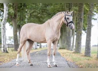 Welsh B, Hongre, 6 Ans, 137 cm, Palomino