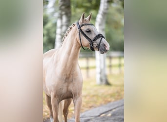 Welsh B, Hongre, 6 Ans, 137 cm, Palomino