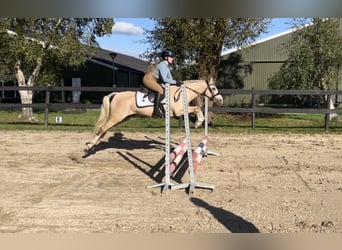 Welsh B, Hongre, 6 Ans, 137 cm, Palomino