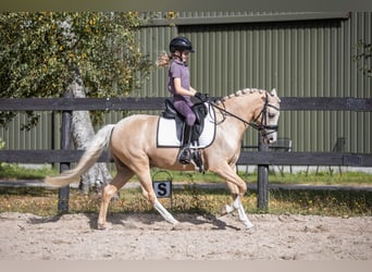 Welsh B, Hongre, 6 Ans, 137 cm, Palomino