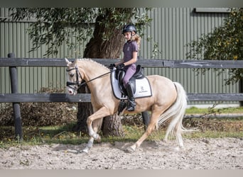 Welsh B, Hongre, 6 Ans, 137 cm, Palomino