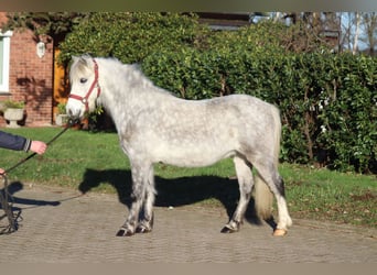 Welsh B, Hongre, 7 Ans, 110 cm, Gris