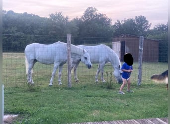 Welsh B, Hongre, 7 Ans, 125 cm, Blanc